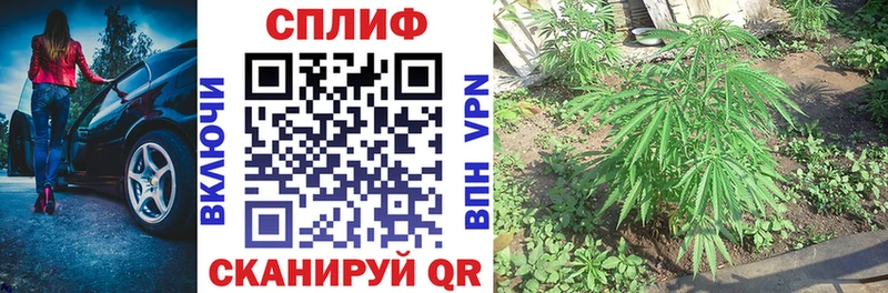 Конопля индика Пойковский